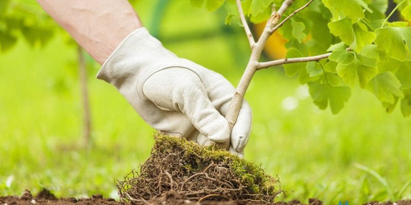 Phương pháp giải đen bằng cách trồng cây